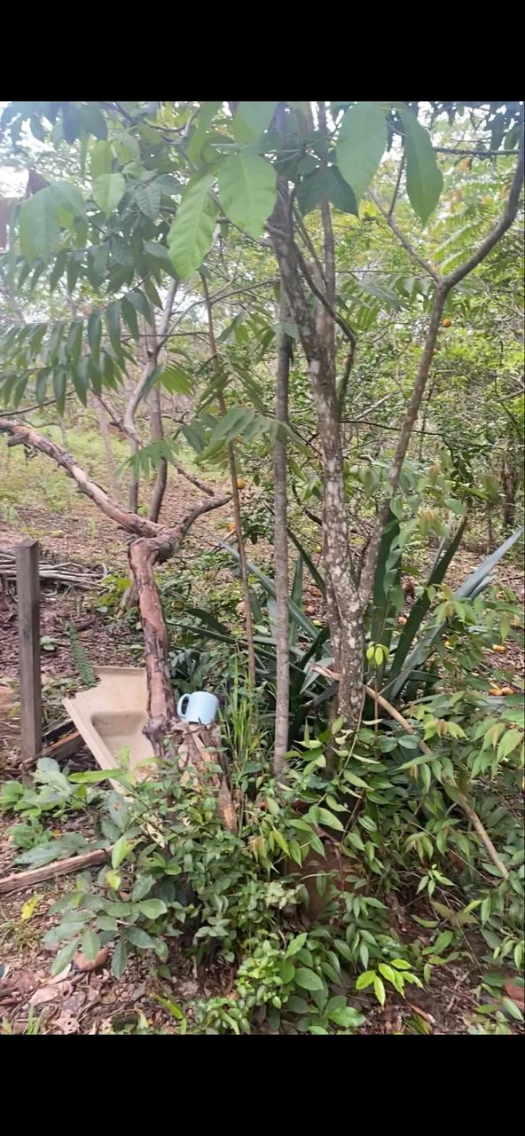 Vendo chácara de 4,5 hectares  - Foto 4