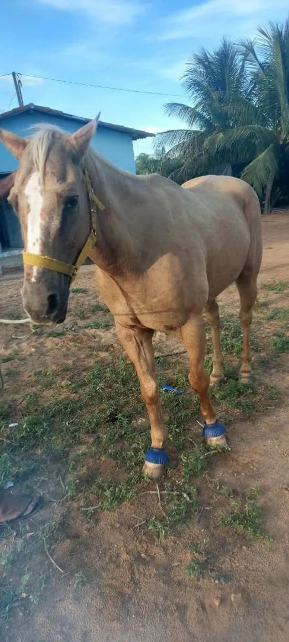 Cavalo  - Foto 2