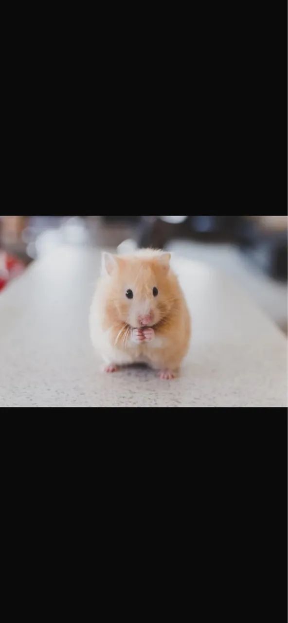 Vende-se filhotes de ramster sírio 