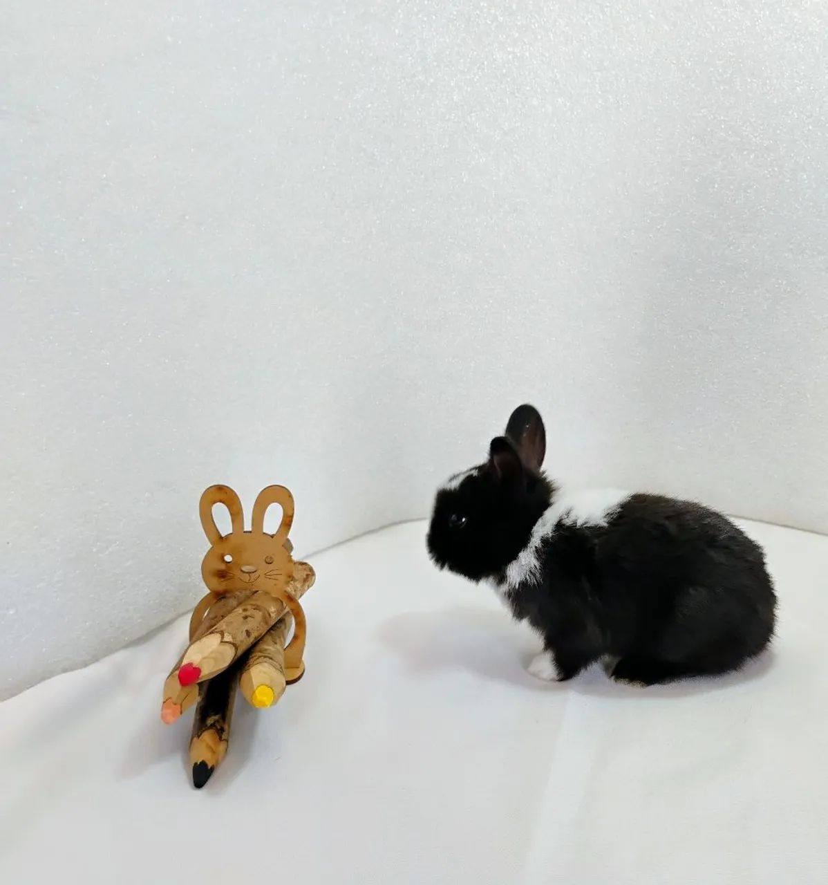 Lindos Filhotes Disponíveis Mini Coelhos  - Foto 3