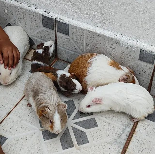 Porquinho da india Estimação raça Sheltie Pelagem longa com Gaiola