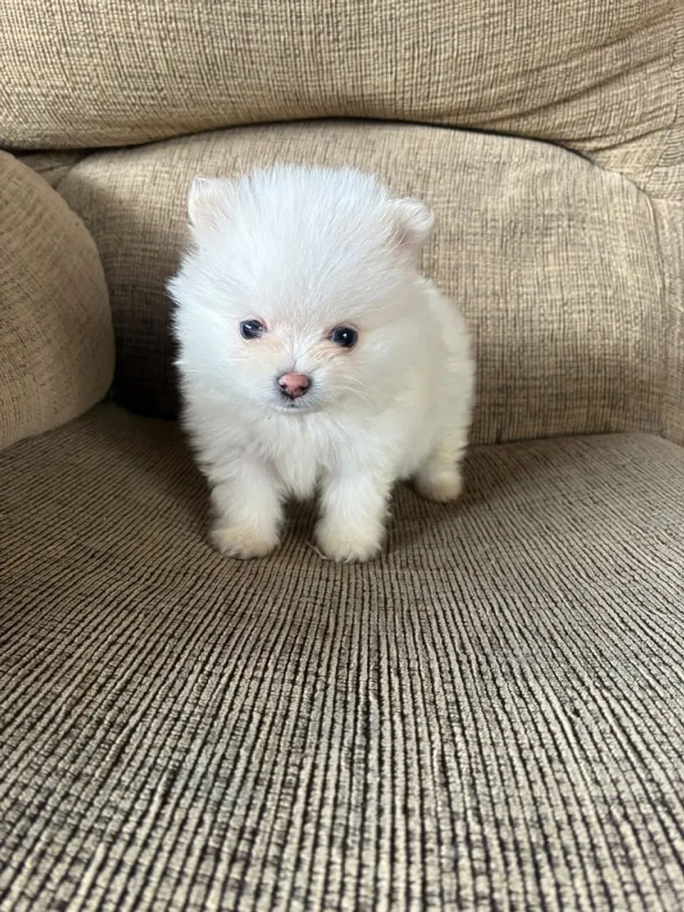 Filhotes de Spitz Alemão anão  - Foto 3