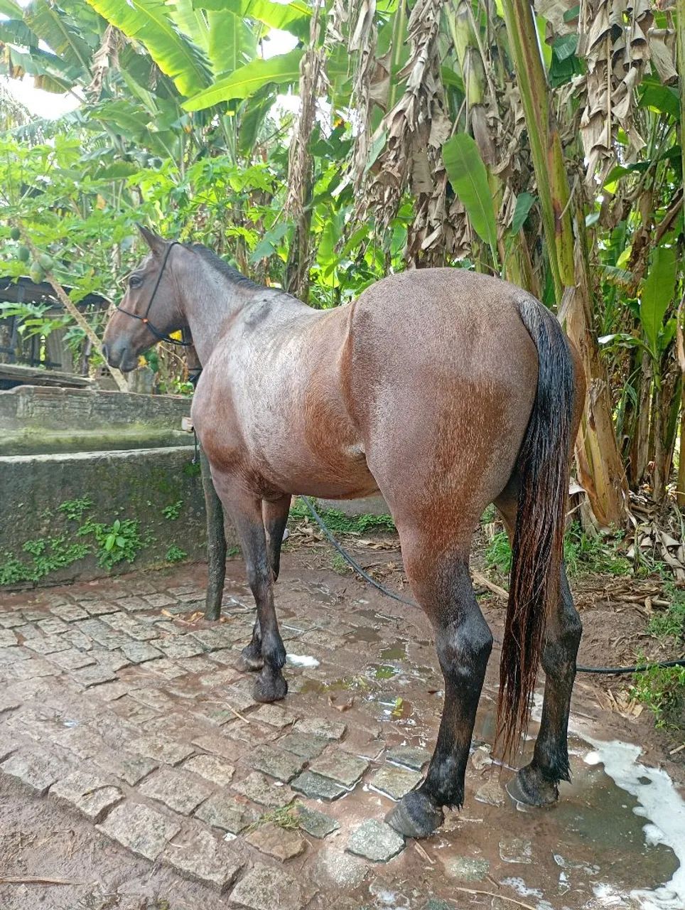 Cavalo de esquerda  - Foto 3