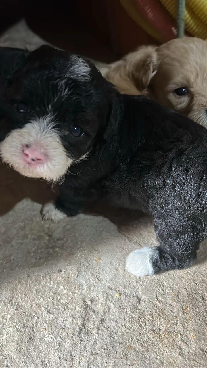 Cachorro poodle   - Foto 2