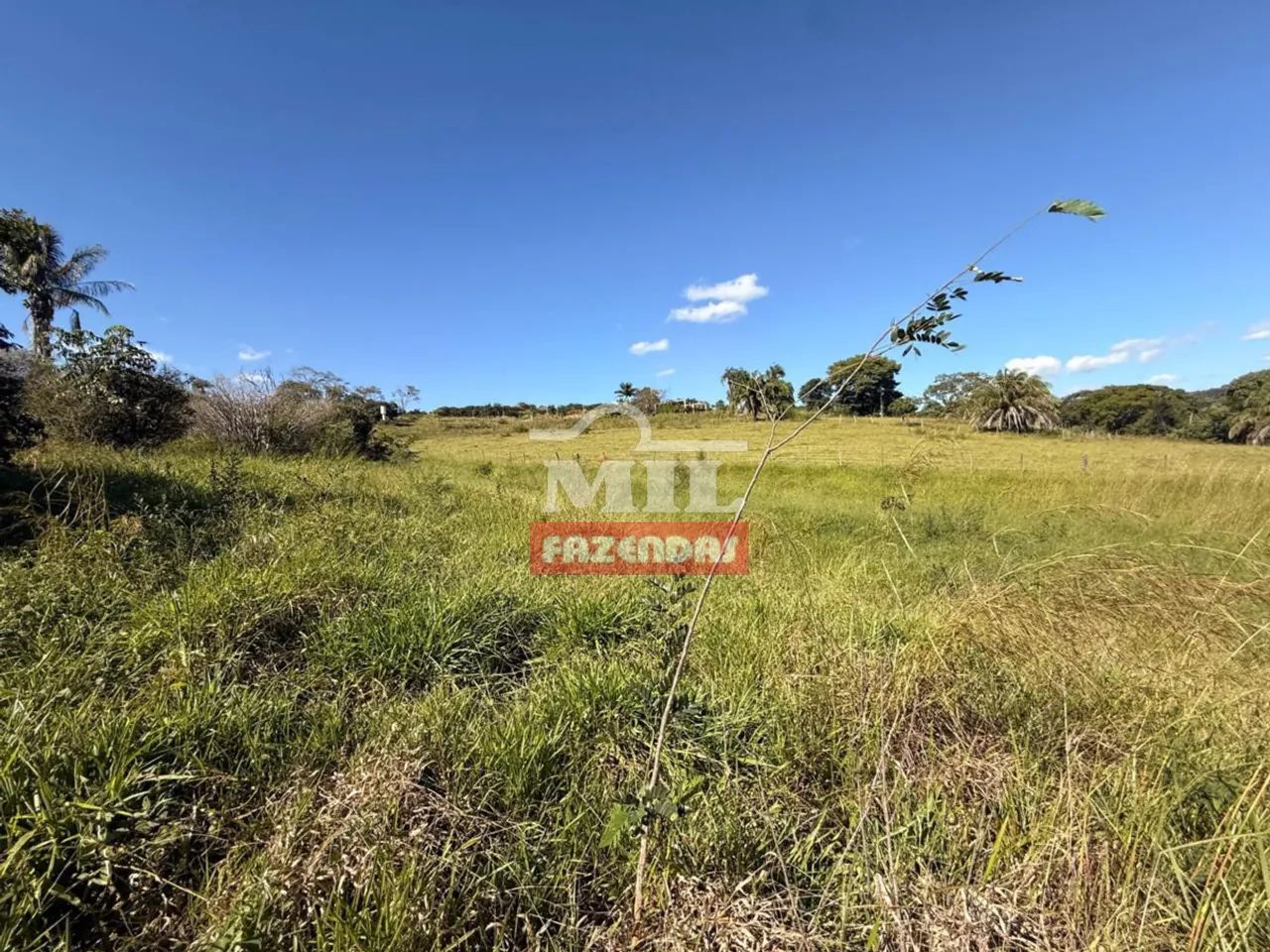 Chácara 4,38 hectares Nerópolis - GO - Foto 2