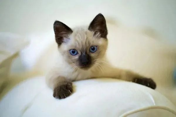 Gato filhote, siamês pura raça - Foto 3