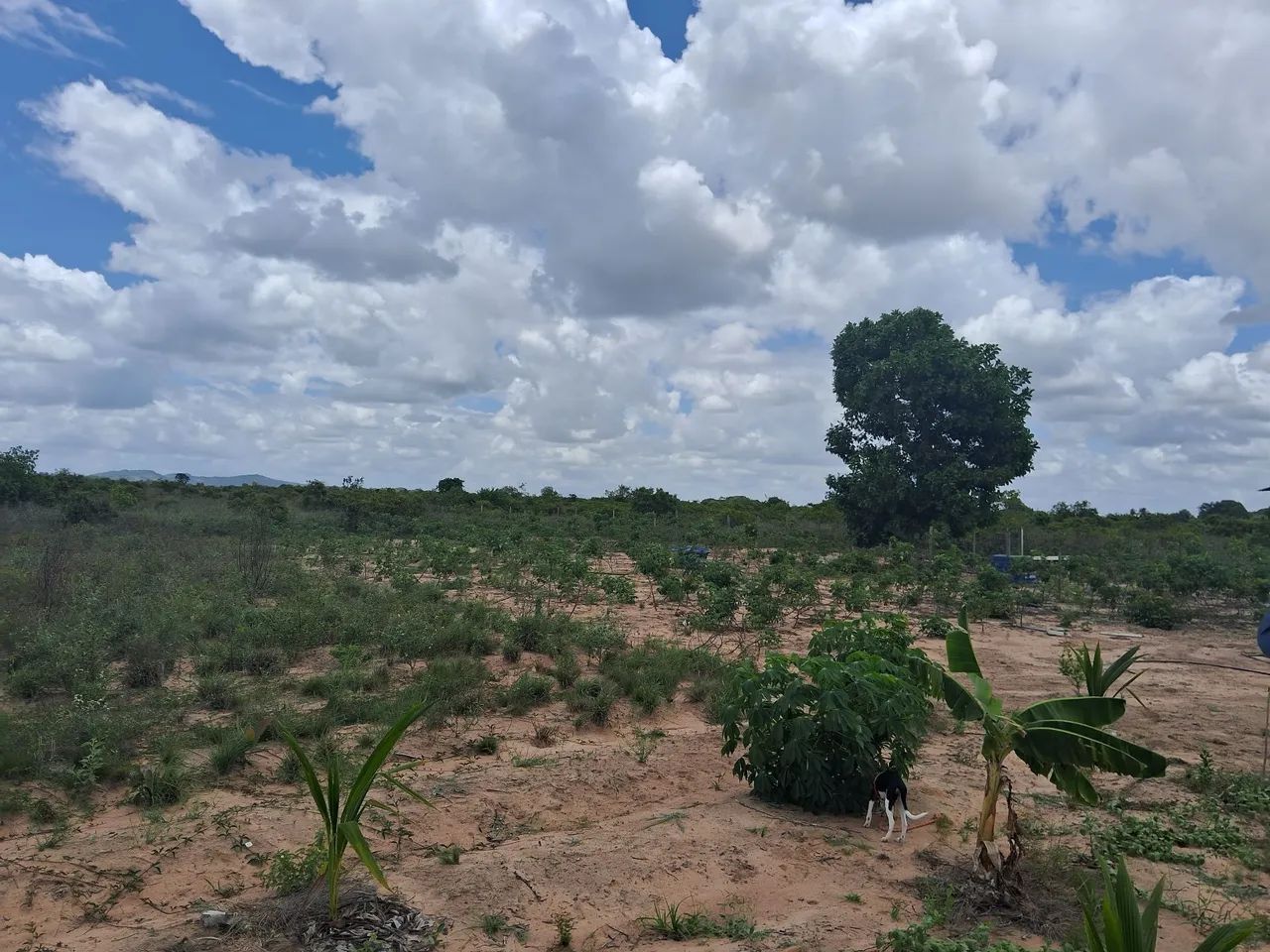 Foto - Boa Vista - Cidade Satélite