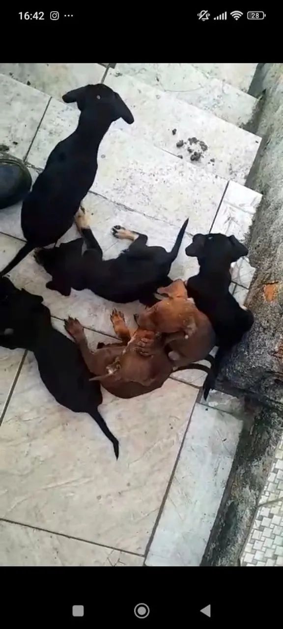 Doação de cachorrinhos 
