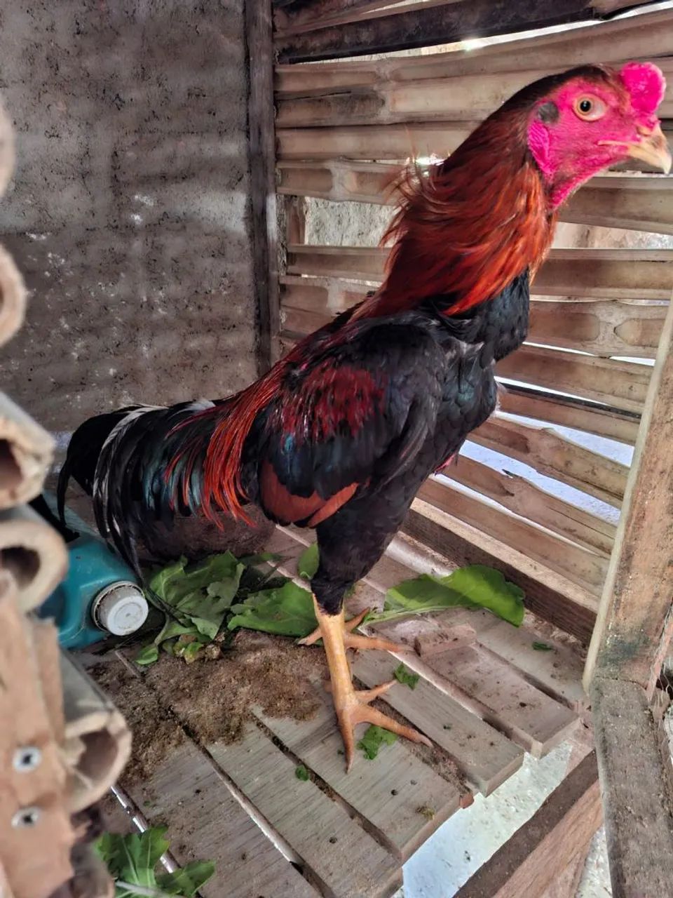 Galo indio - Foto 4