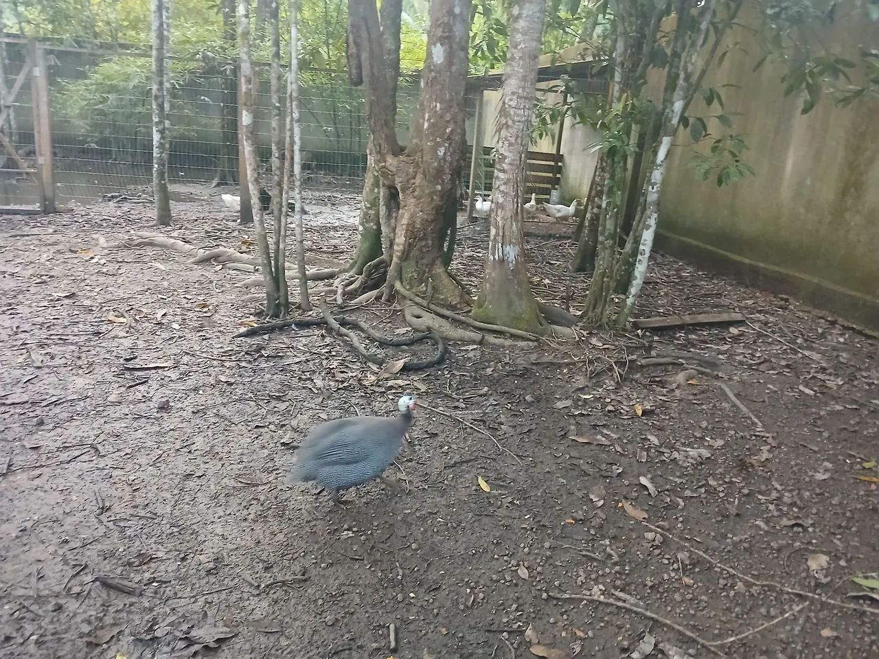 Galinhas e Galos  - Foto 2