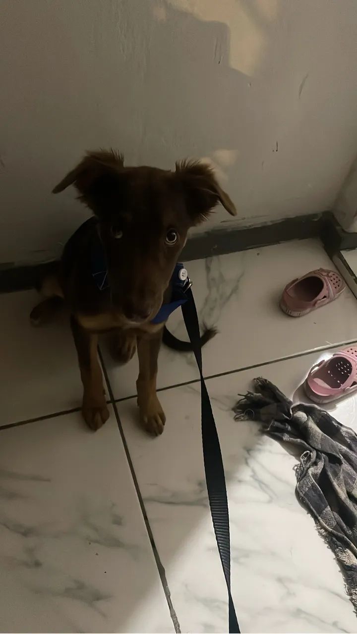 Para adoção 