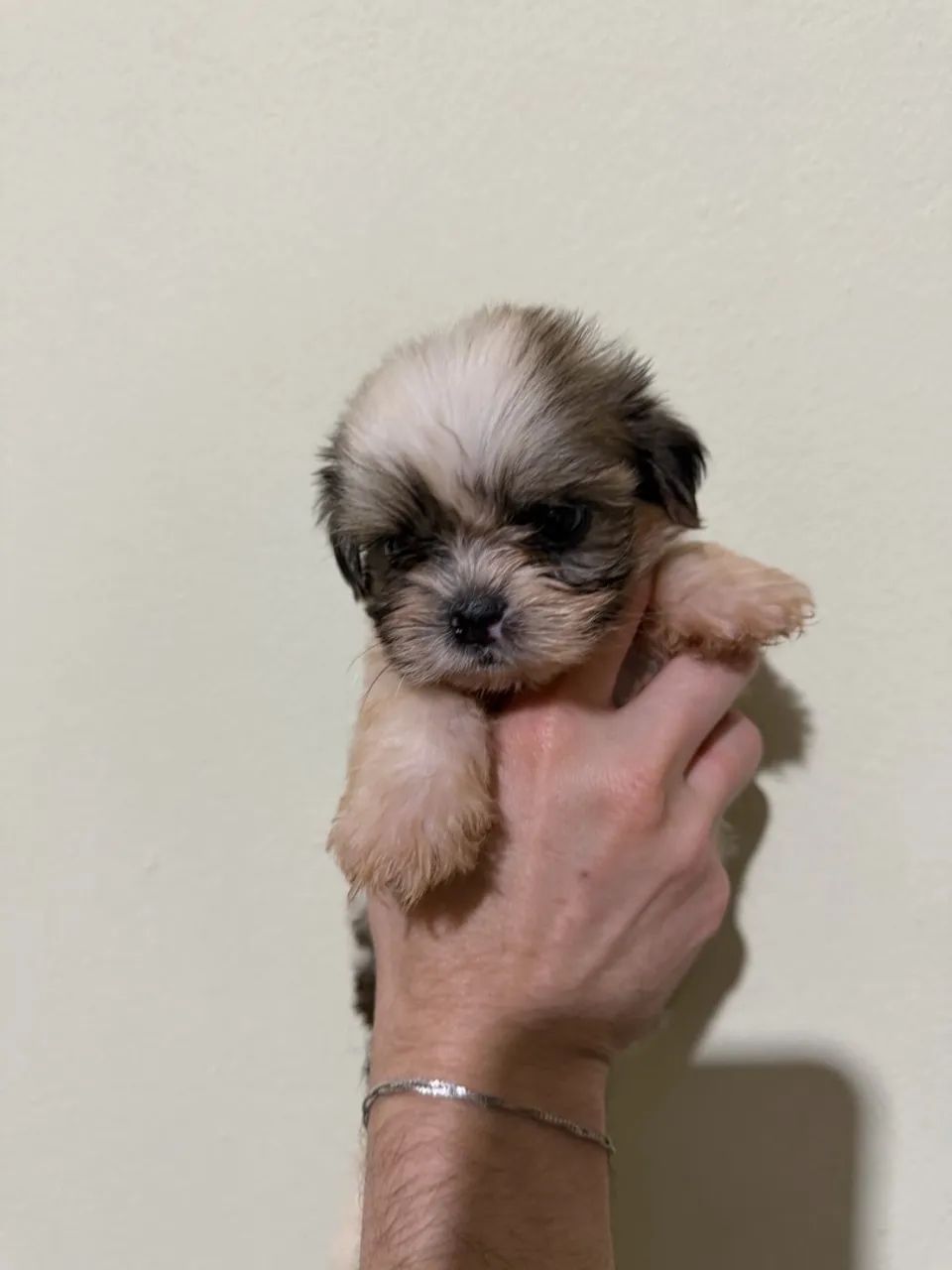 Cachorro  - Foto 3
