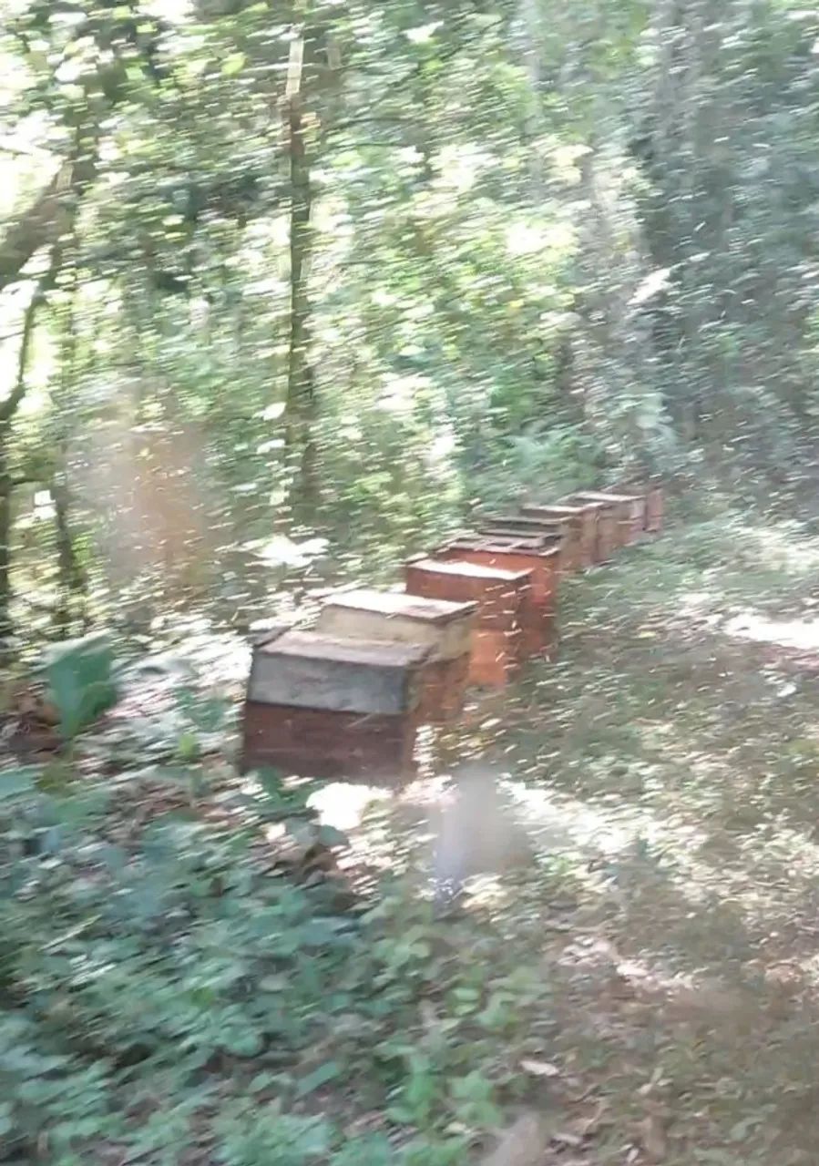 Comeias de abelhas  - Foto 2