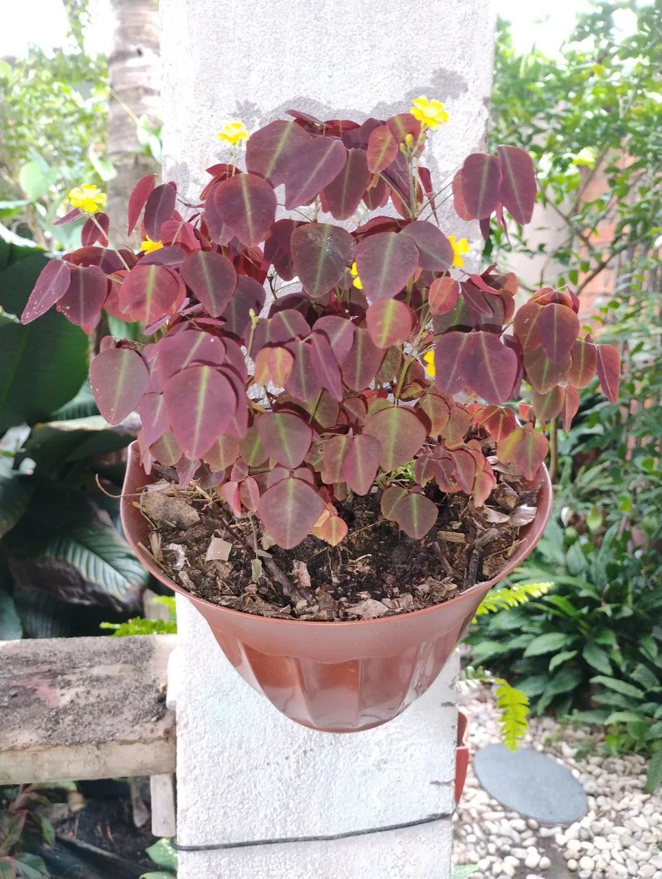 Meu quintal jardim plantas ornamentais (avenca roxa)