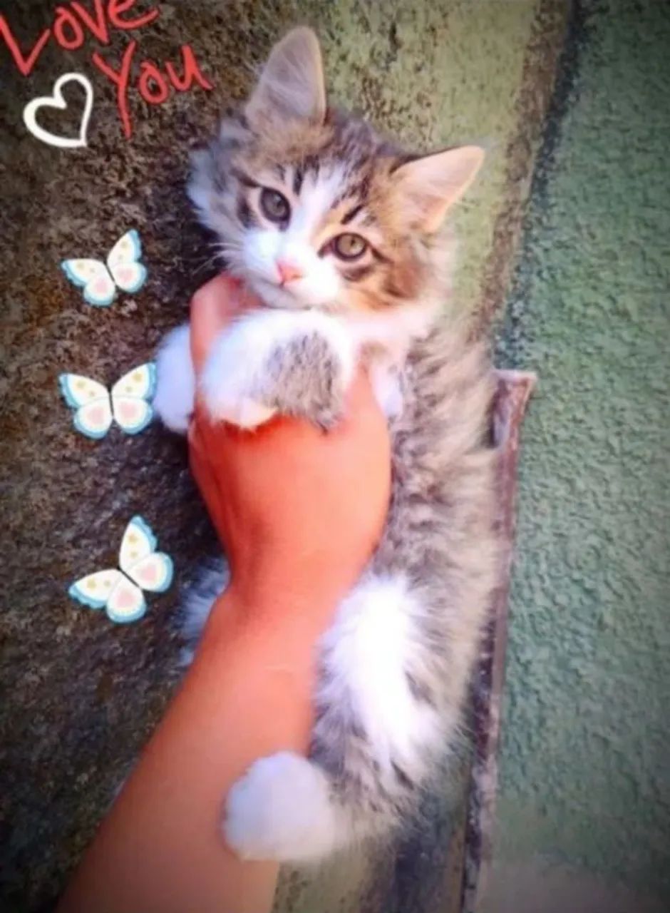 Gatinhos Maine coon - Foto 2