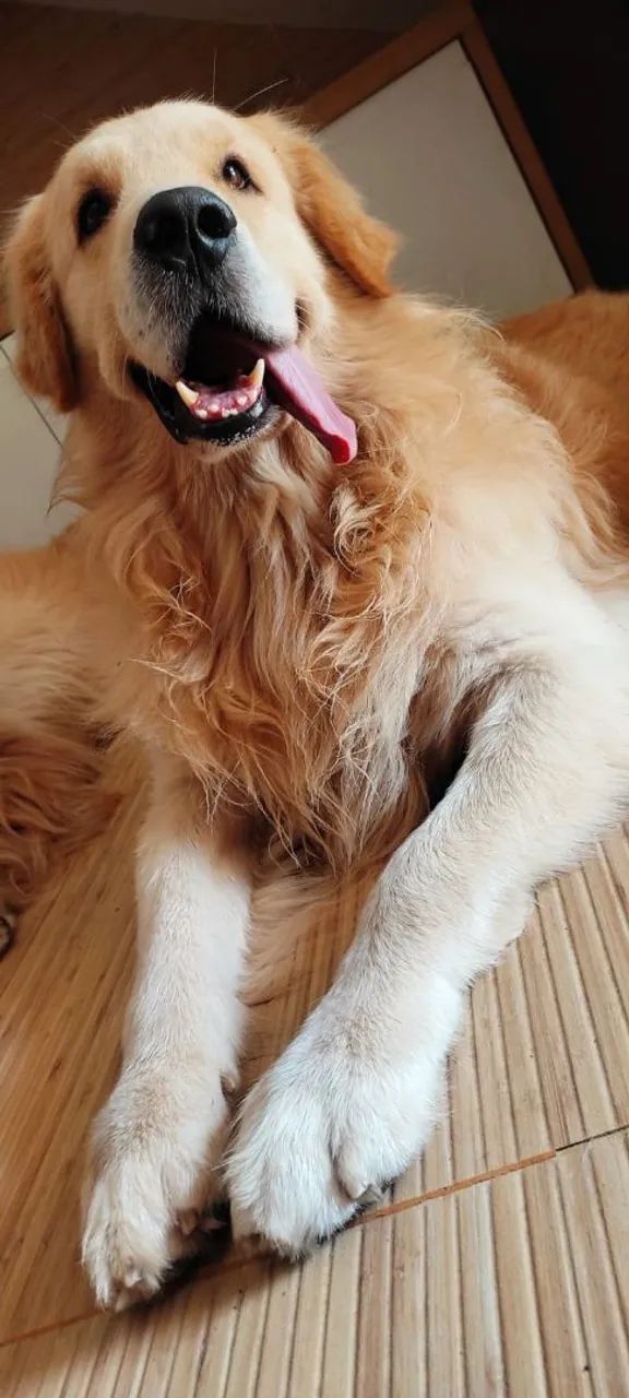 Disponivel Golden Retriever  - Foto 3