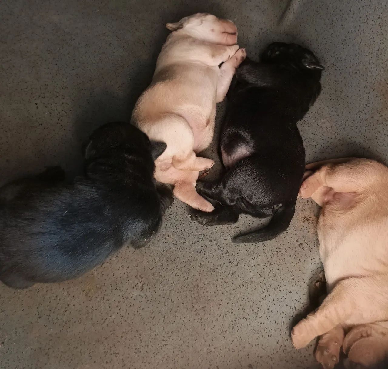 Filhotes de labrador  - Foto 4