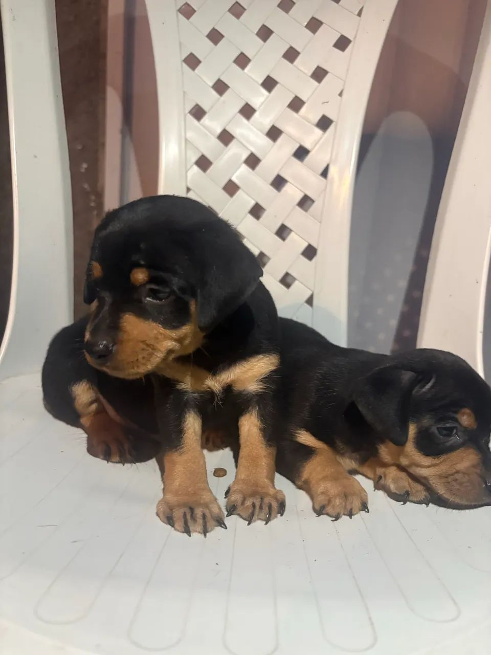Cachorro Pinscher
