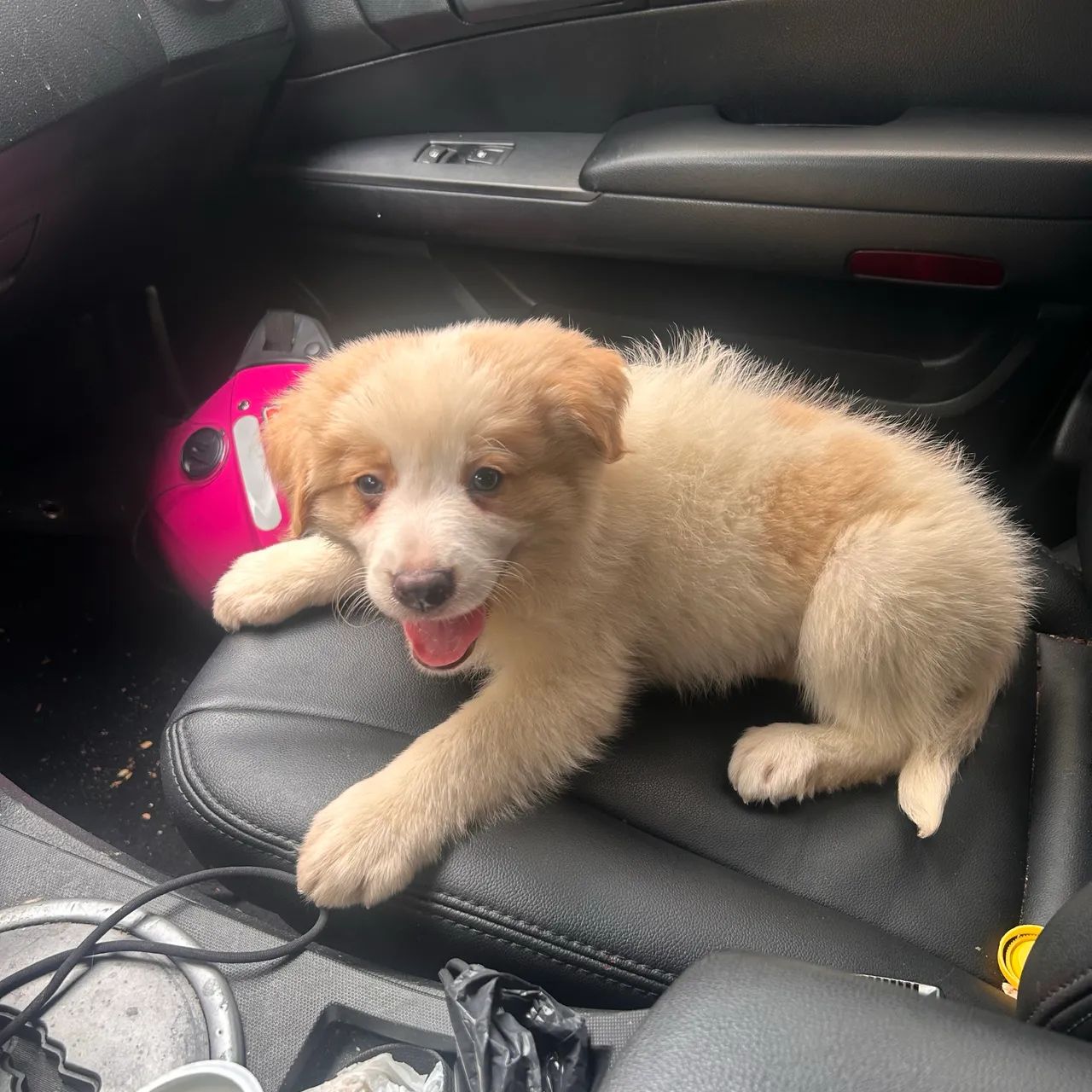 Filhote de Border collie (vermelho australiano) - Foto 5