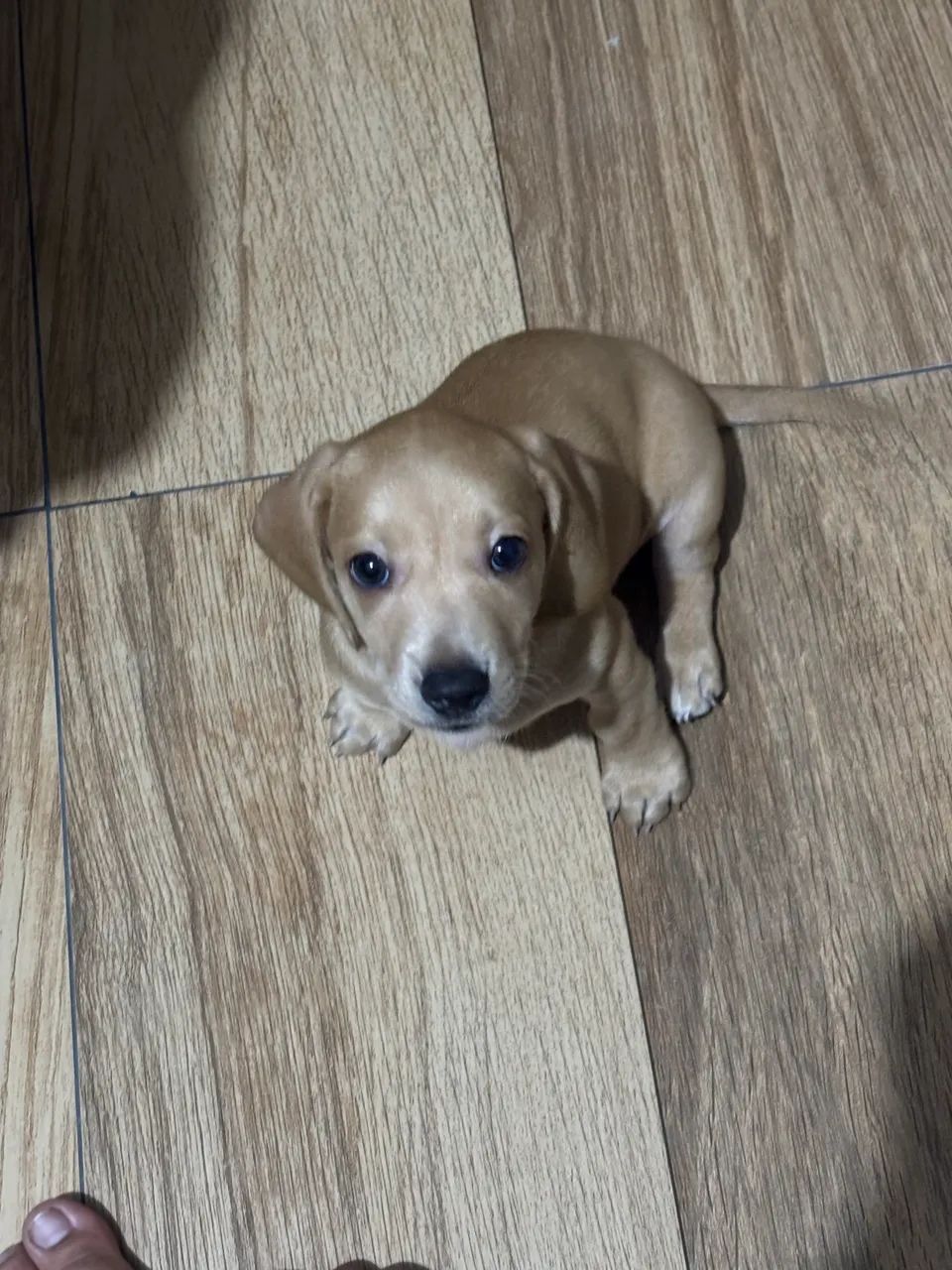 Filhotes de Dachshund - Foto 2