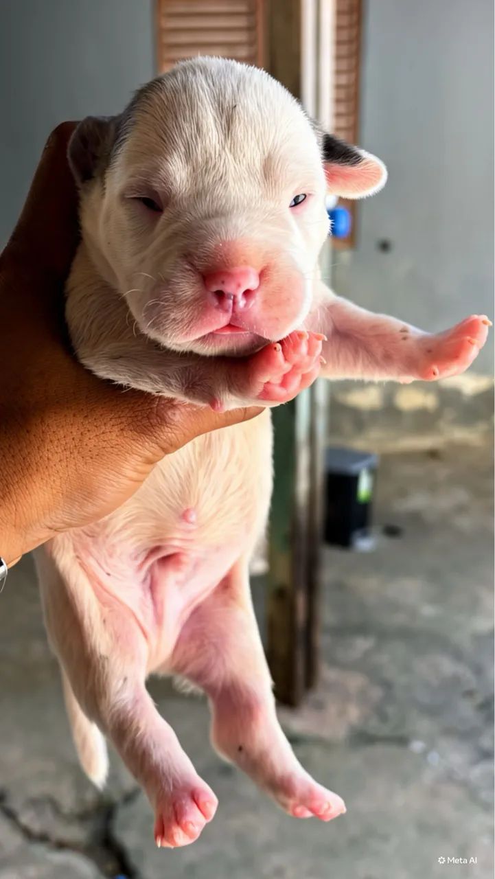 American Bully  - Foto 3