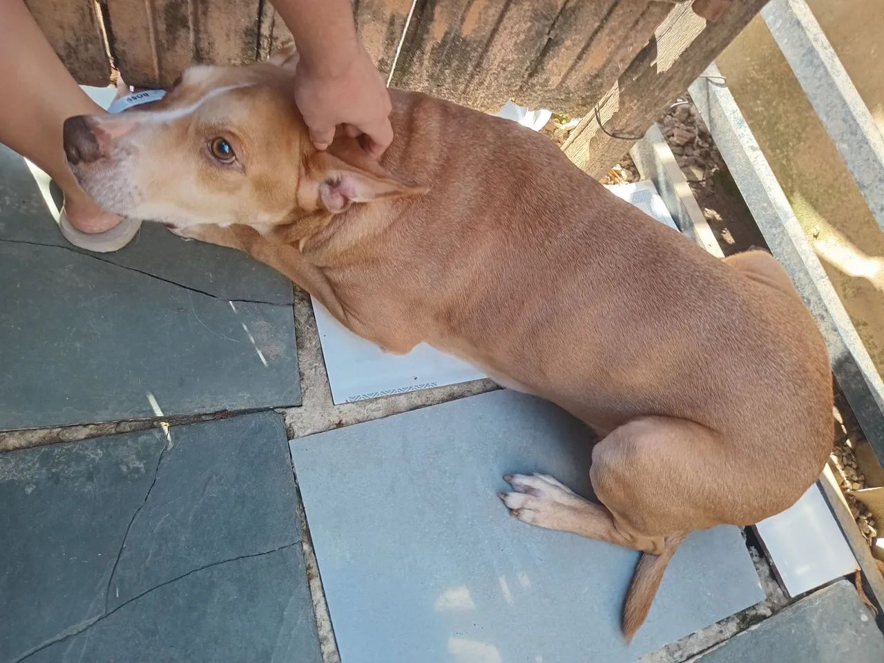 Doação pitbull  - Foto 3