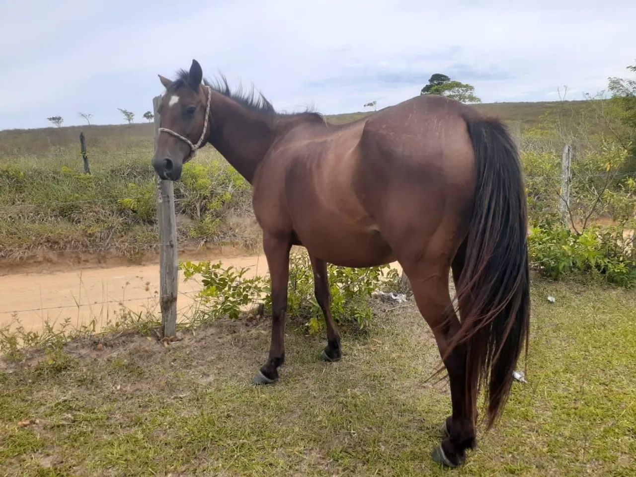 Égua e potra QM - Foto 2