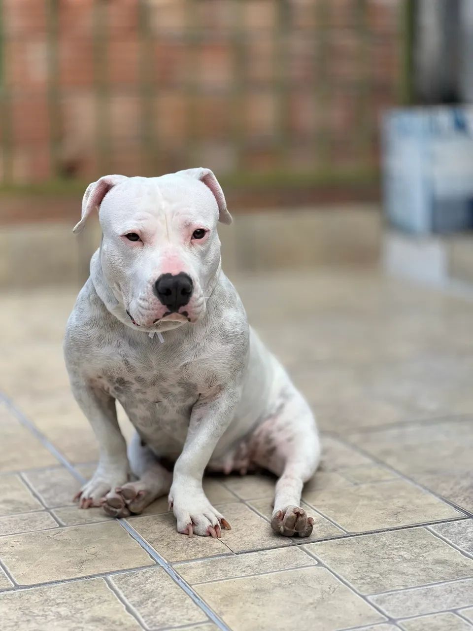 Cachorro  - Foto 4