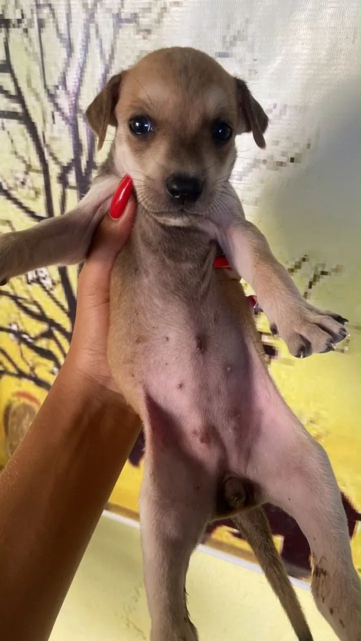 Doação de cachorro 