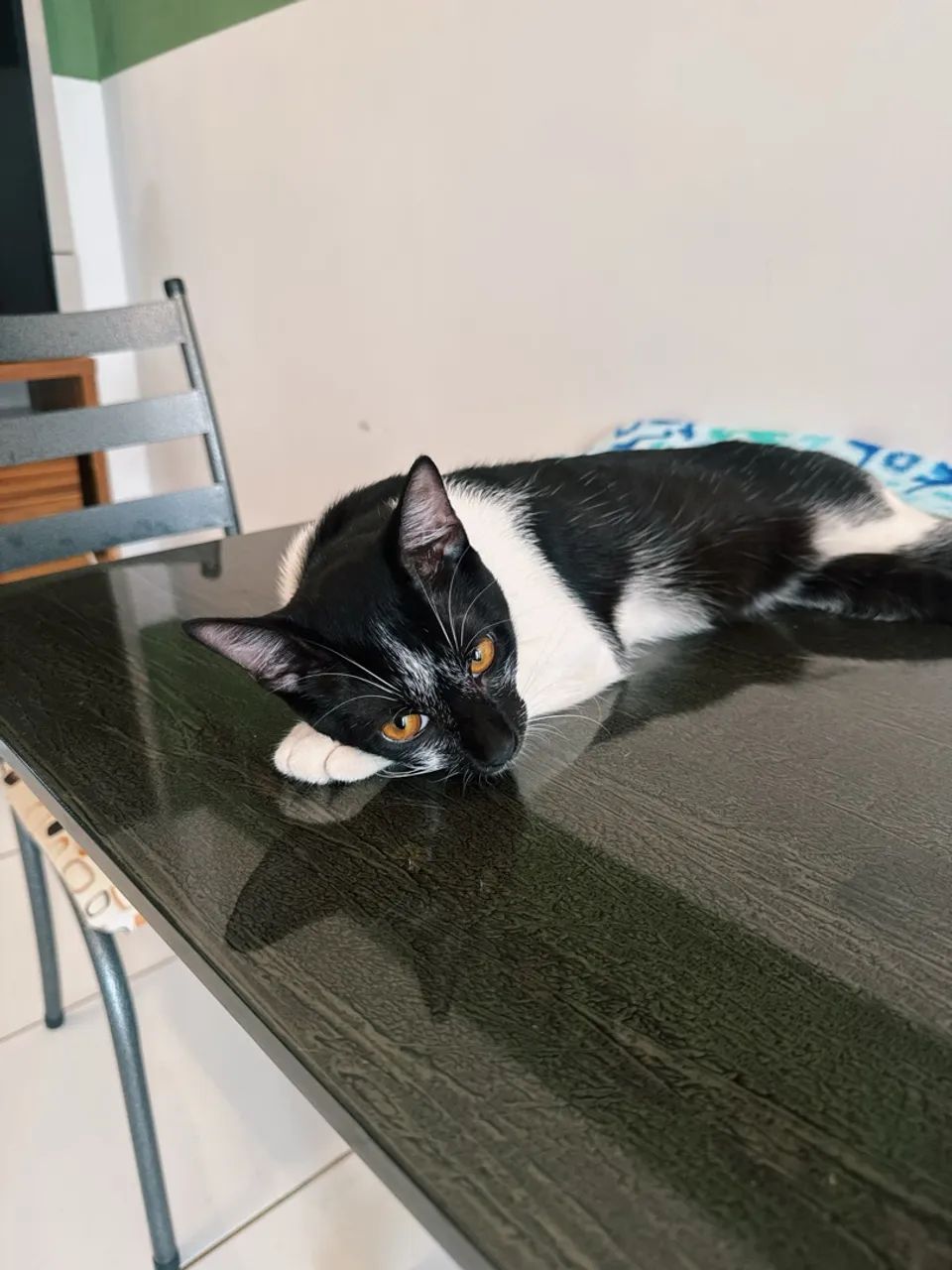 DOAÇÃO DE GATINHO - Foto 5