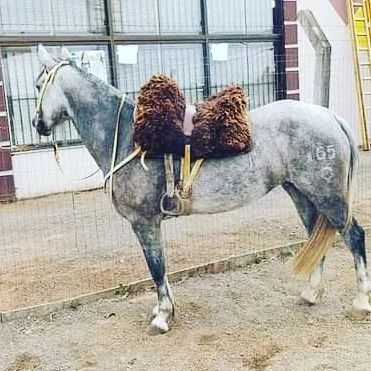 Egua crioula.  - Foto 4