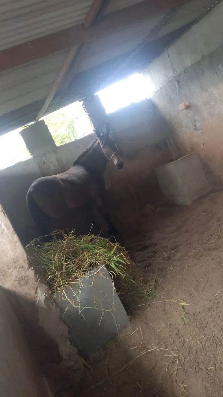 Vende-Se uma Burra Machadeira - Foto 2