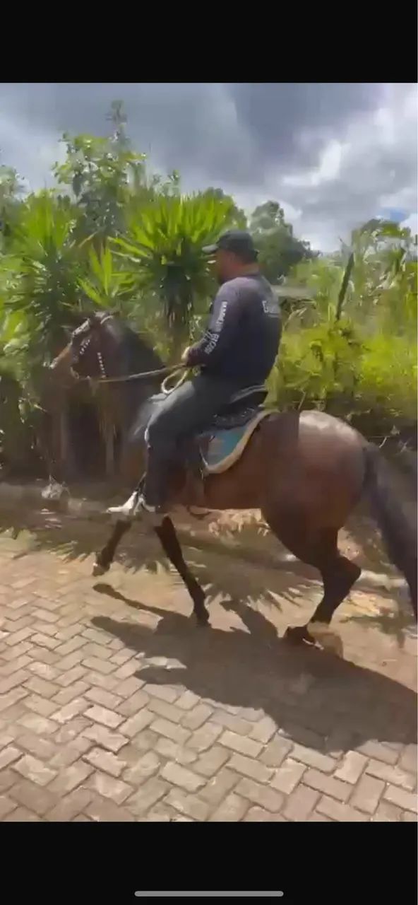 Égua registrada marcha picada