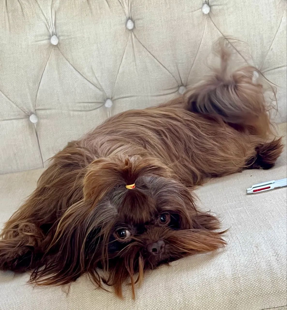 Shihtzu macho 1 ano - Foto 4