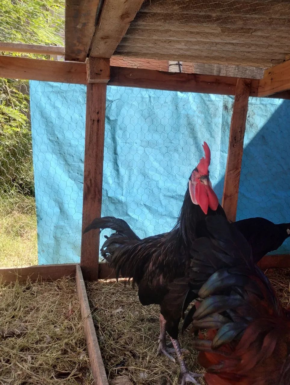 Frango cara de palhaço  - Foto 3