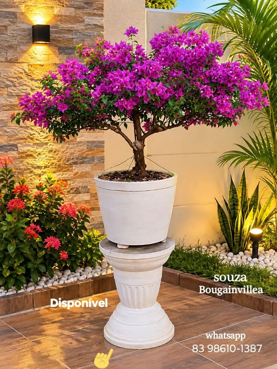 Bouganvillia  - Foto 5