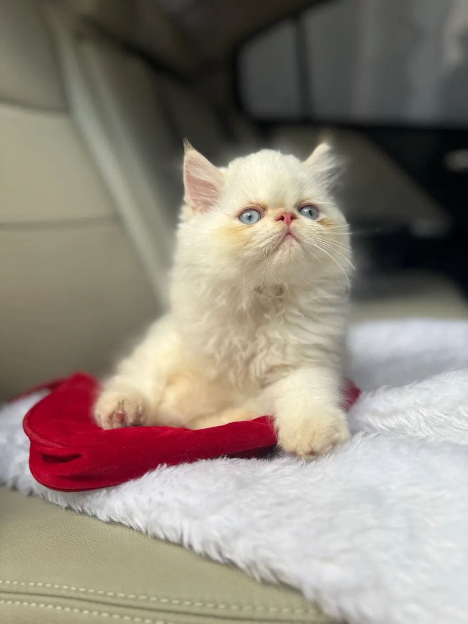 Gato persa Macho disponível Passo cartão 10x - Foto 3