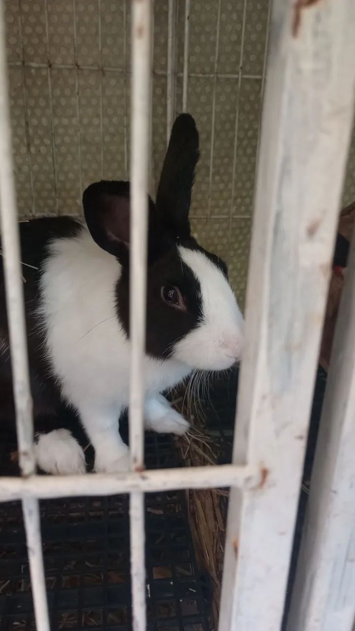Vende-se Coelhos adultos e filhotes. - Foto 2