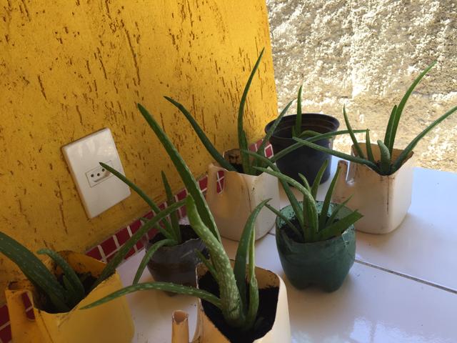 Babosa aloe vera (autêntica) - Foto 4