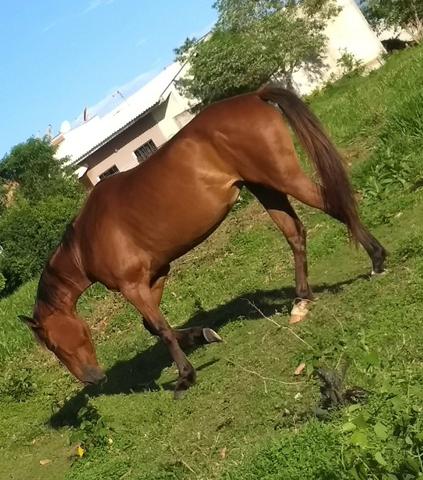 Égua - Foto 3