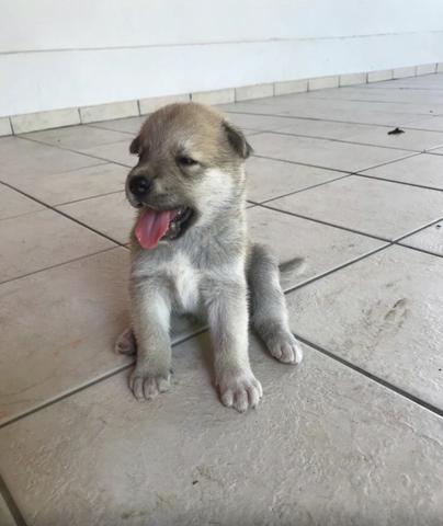 Vendo filhote de Akita com Pastor Alemão - Foto 4