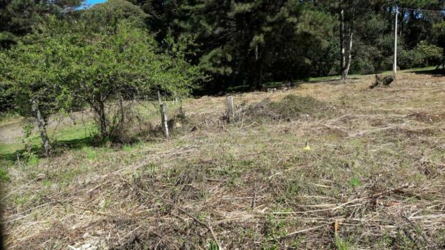 Casa à venda com 2 dormitórios em Parque das hortênsias, Canela cod:NI05502 - Foto 2