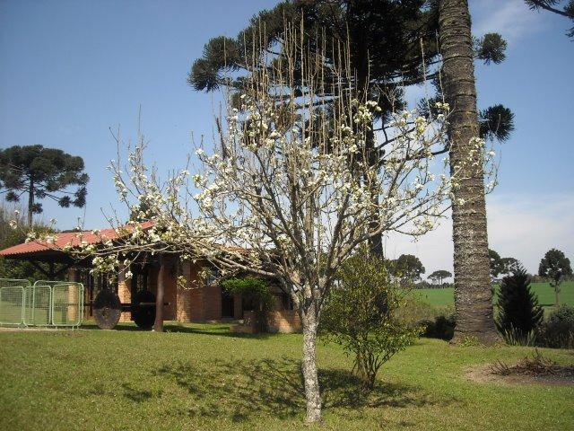 Magnifica chácara em Campo Largo - Paraná - Foto 7