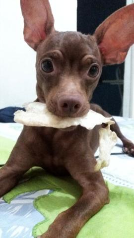 Procura-se namorada para pinscher - Foto 2