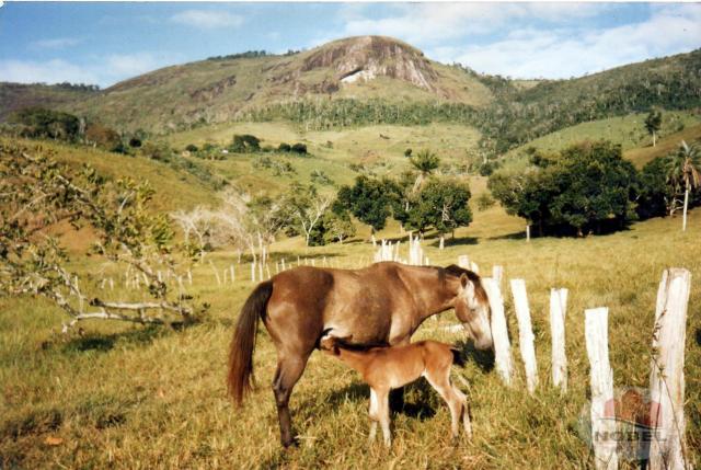 Chácara à venda em Zona rural, Castro alves cod:4570 - Foto 2