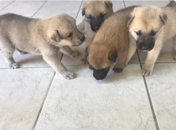 Vendo filhote de Akita com Pastor Alemão - Foto 3