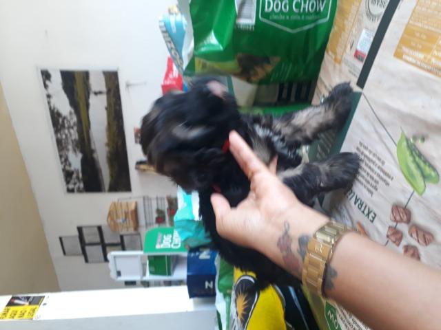 Vendo filhote de poodle - Foto 2