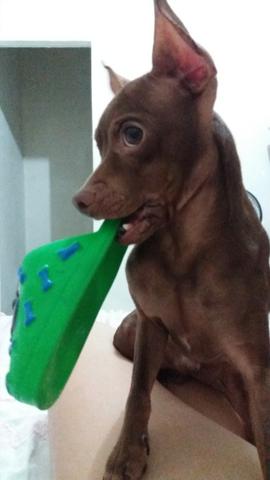 Procura-se namorada para pinscher - Foto 3