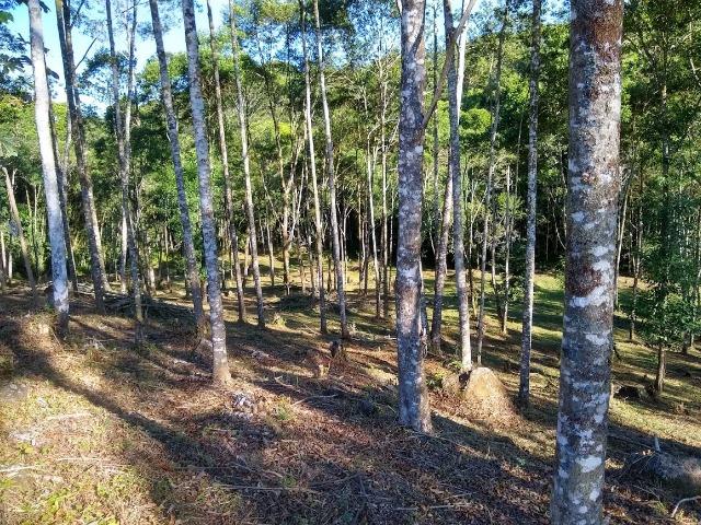 Excelente fazenda em Antonina 40 Alqueires - Foto 13