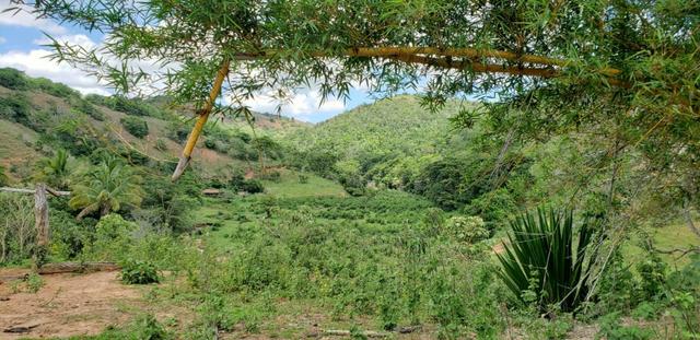 Fazenda 295 hectares próximo de Governador ValadaresMG - Foto 11